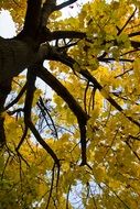 yellow autumn Leaves in forest