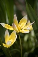 bicolor star tulips