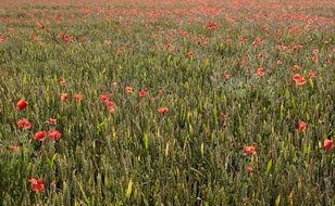 Poppies on the meadow in the summer