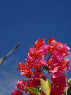 bougainvillea is an exotic plant