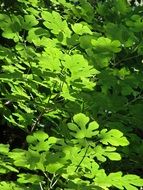 spring bush in the sun