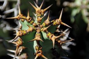 unusual cactus with large spikes close-up