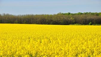 Rape Spring Canola Field Yellow view