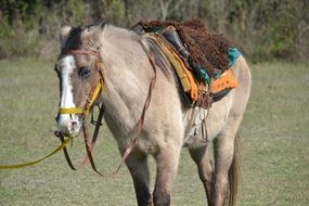farm horse in spring