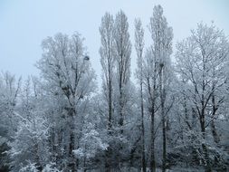 wild winter forest