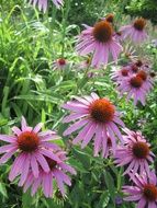 purple coneflower in tall grass