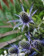 eryngium, Sea Holly, steel-blue prickly flowers