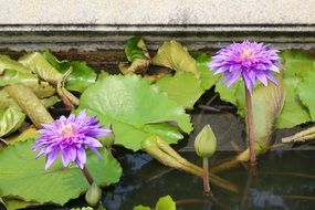 purple water lilies with buds on the water