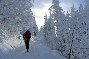 tourist among winter fairy tale in the forest