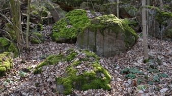 green moss on large stones in the forest
