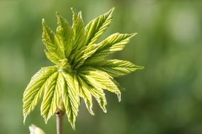 leaf of a tree on a blurred background