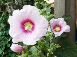 light pink Hibiscus Flower closeup