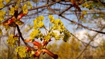 Nature Plant Flower Tree