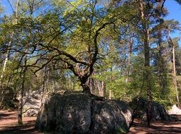 big bonsai oak in fontainebleau forest