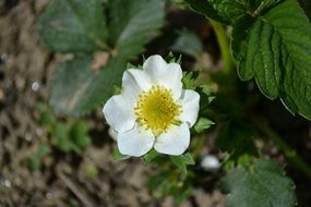 Beautiful blooming strawberry flower