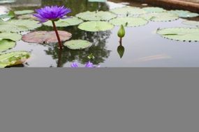 Water Lily Pink Blossomed N4