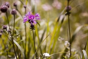 beautiful summer meadow