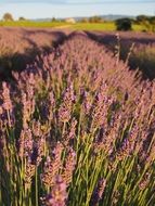 picturesque lavender field