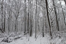 snowy winter in december forest