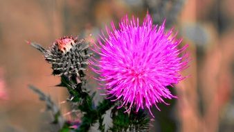 thistle with bright pink flower close-up