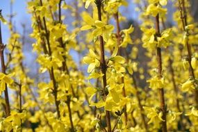 golden bells of forsythia