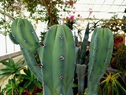 magnificent green Cactus