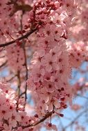 Pink flowers blossom on the tree