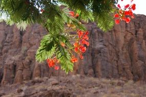 green tree branch with red flowers