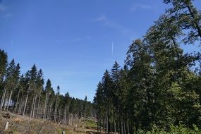 Landscape of forest idyll