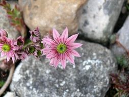 Beautiful pink flowers in the rocks