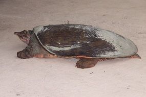 florida turtle in the sand