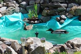 ducks swim among the stones