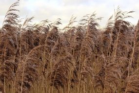golden Reed Plant field
