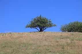Pistachio Tree