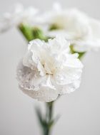 white carnations in water drops