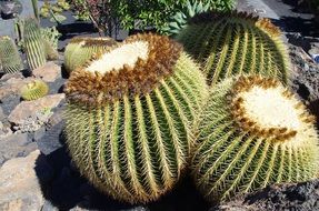 exotic cacti in Lanzarote