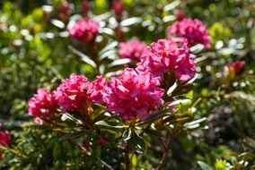 pink alpine rose in the bright sun
