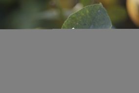 Lemon Blossom Nature Blossom N2
