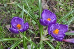 pleasant Blossom