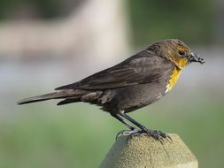 Small female yellow-breasted blackbird in nature