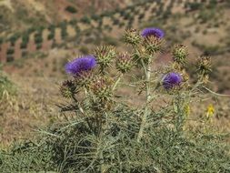 Blue flowers of a field thistle