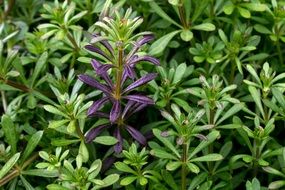 purple flower among green plants