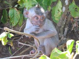 curious japanese macaque among nature close-up