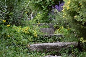 overgrown stairs in the forest
