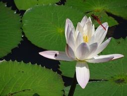 Lily Fly Water Lily White