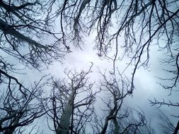 tree branches rise into the sky