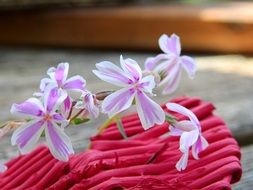 delicate phlox flowers