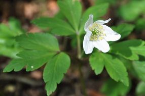 white flower with green leaves in the forest