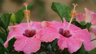 Hibiscus Flower Tor Tropical