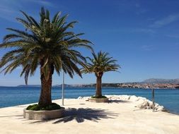 palm trees as decoration of the sunny promenade